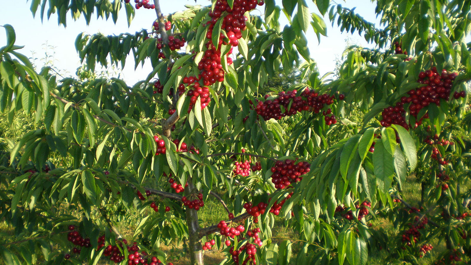 Trešnja BURLAT na GISELI 6