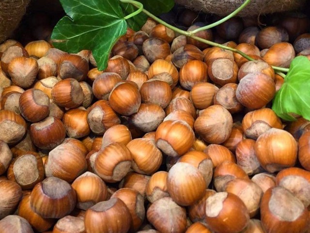 TONDA GENTILE DELLE LANGHE