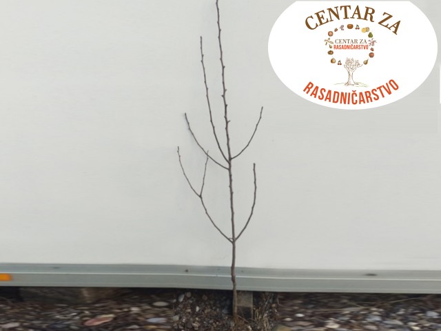 Osamnaestomesečne sadnice