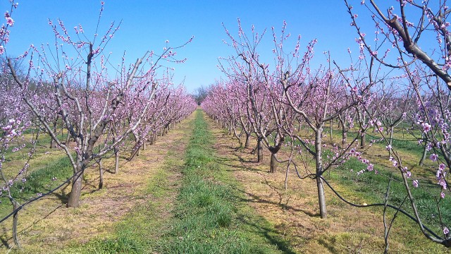 Plantažni zasad breskve
