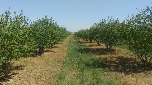 Plantažni zasad lešnika