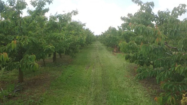 Mladi zasadi na podlozi „Kolt“