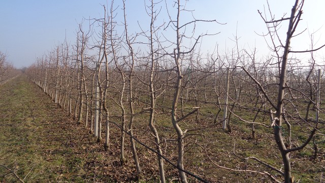 Plantažni zasad jabuke