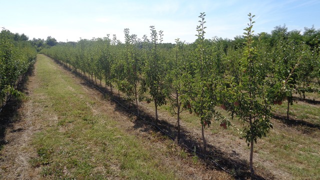 Plantažni zasad kruške